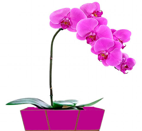 orquidea 24249