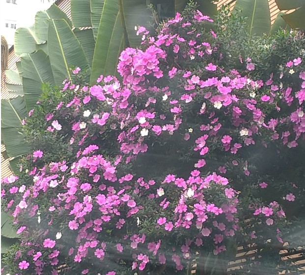 flores perfeitas cdef3