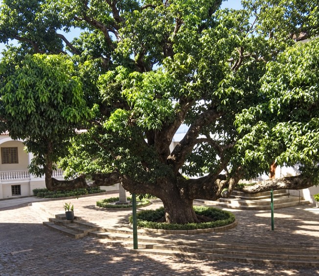 A Mangueira Missionária!