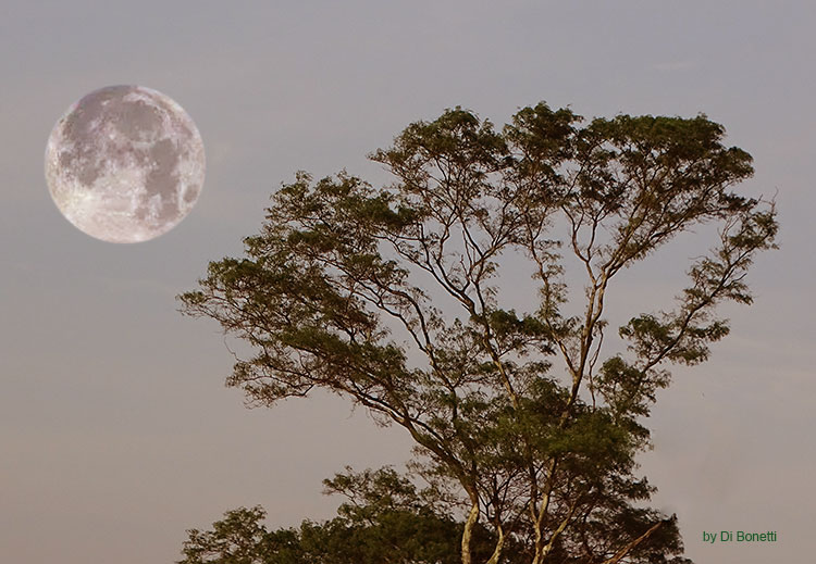 lua 6d457
