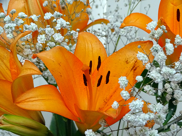 O Altar da Graça, Uma Ode à Transcendência Feminina
