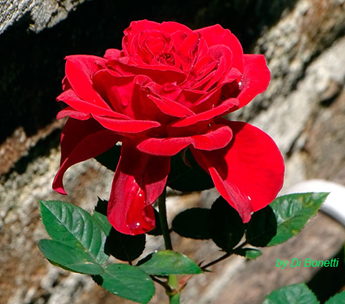 rosa poetica 81109